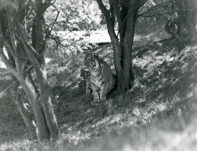 Three Tigers Resting Under Small Trees in Their New Enclosure at Whipsnade by Frederick William Bond